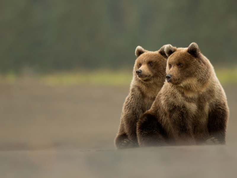 Grizzly Cubs
