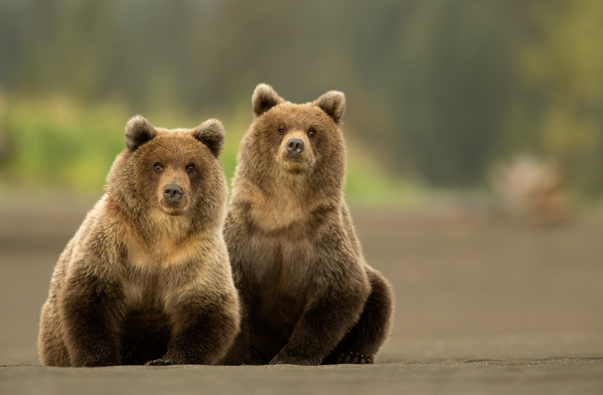 Grizzly Cubs