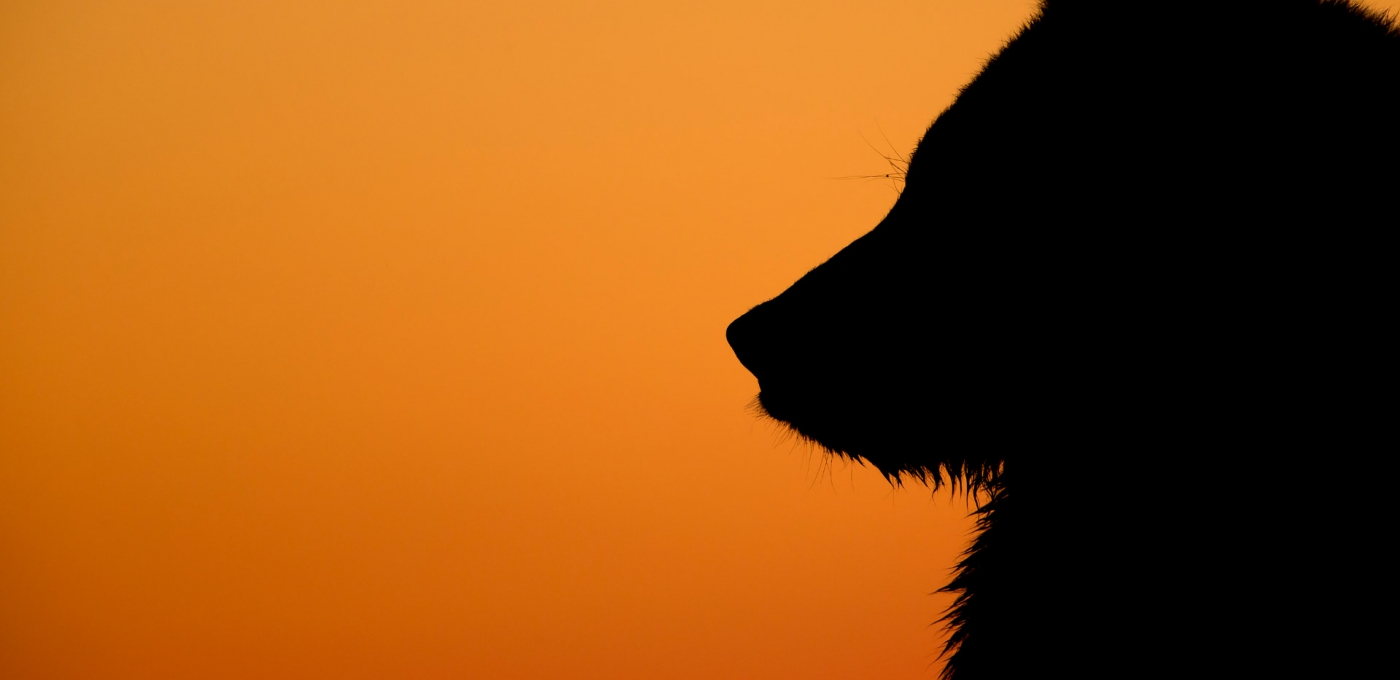 Grizzly At Dawn Alaska