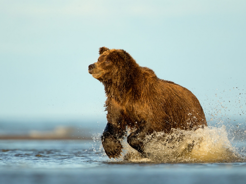 Grizzly Fishing