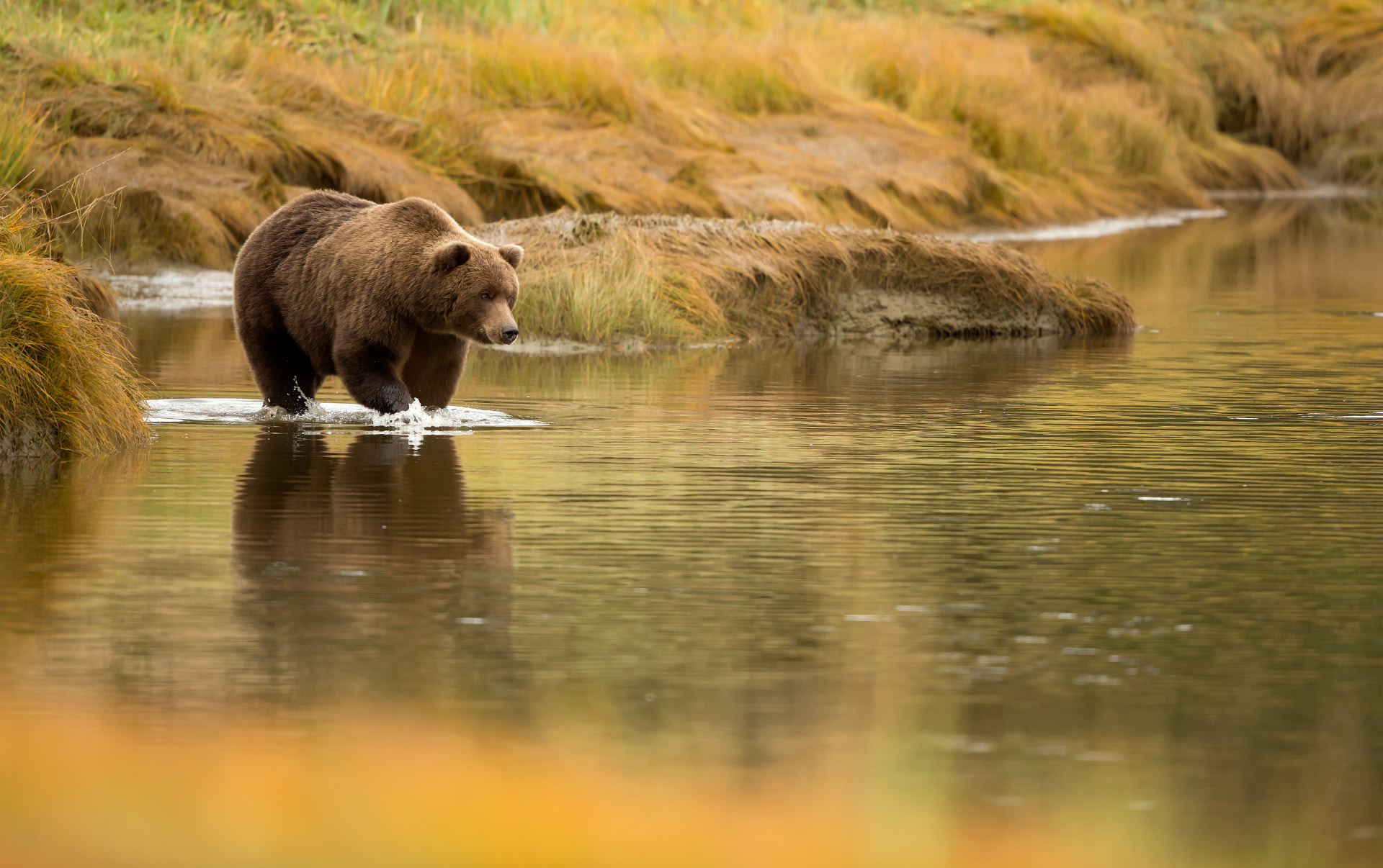 Grizzly in autumn colours