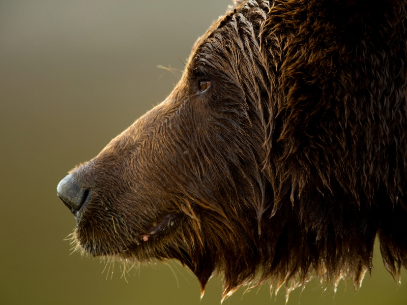 Grizzly Portrait