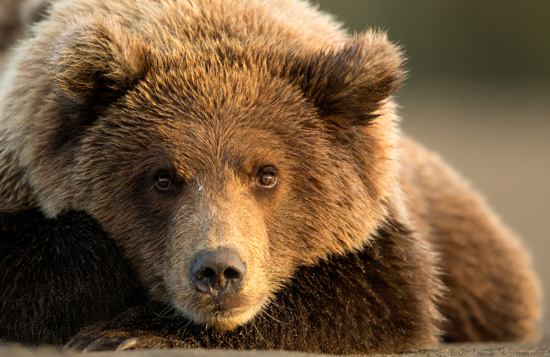 Grizzly resting