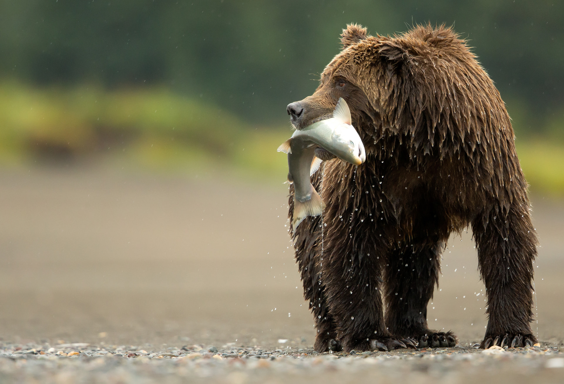 Grizzly with a fish