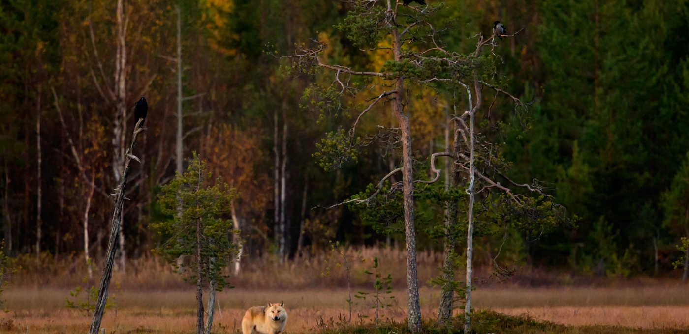 Wolf At Dusk