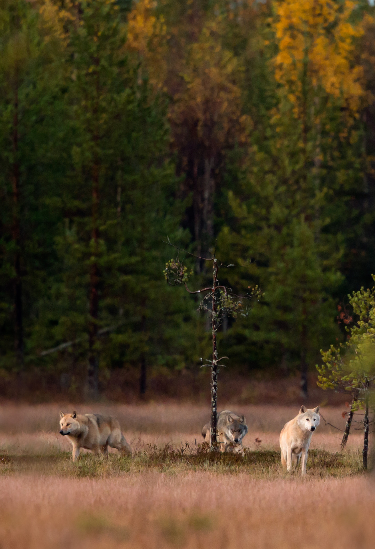 Wolves at dusk