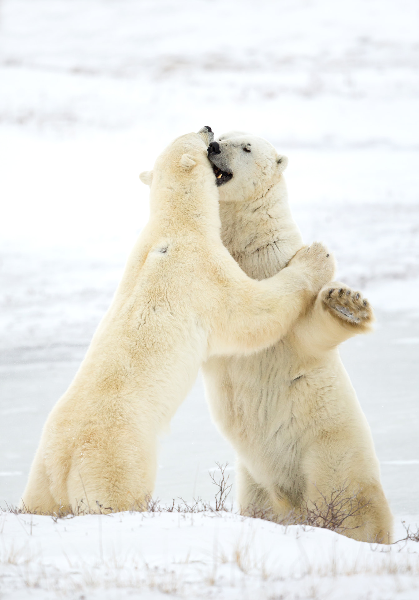 Male Polar Bear sparring