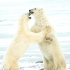 Male Polar Bears Sparring