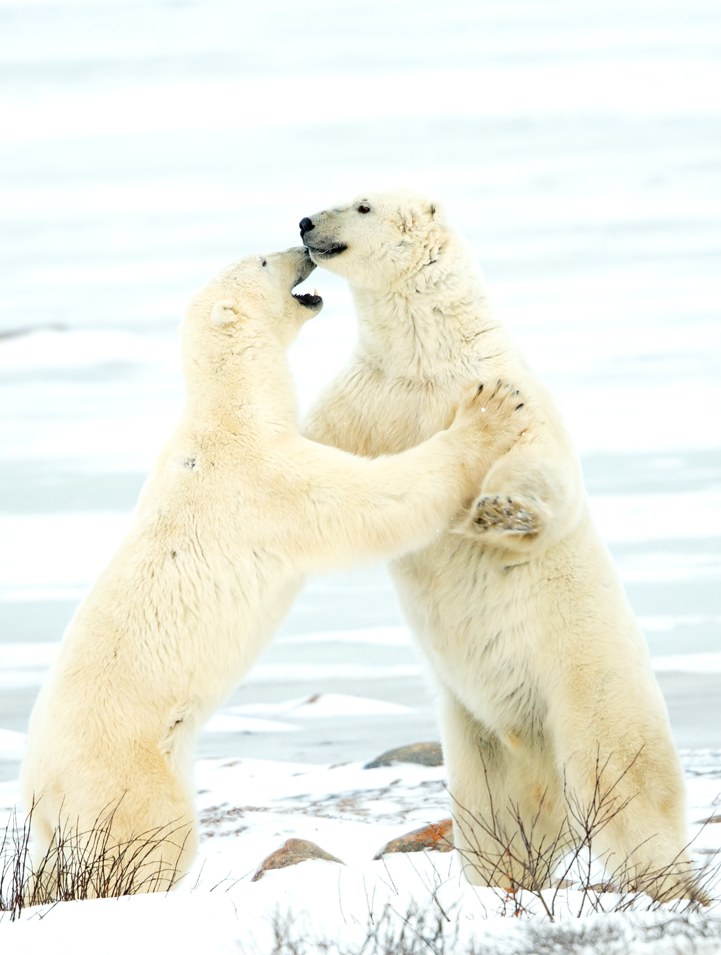 Male Polar Bears sparring