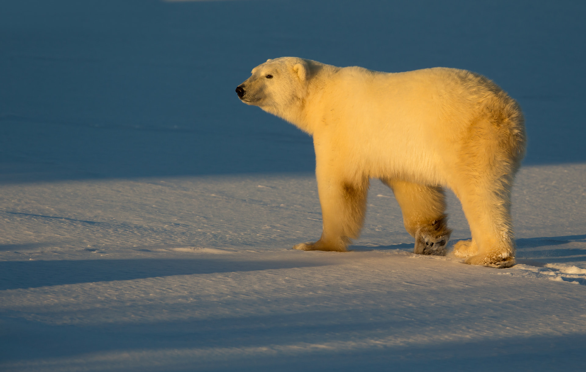 Polar Bear in late afternoon light