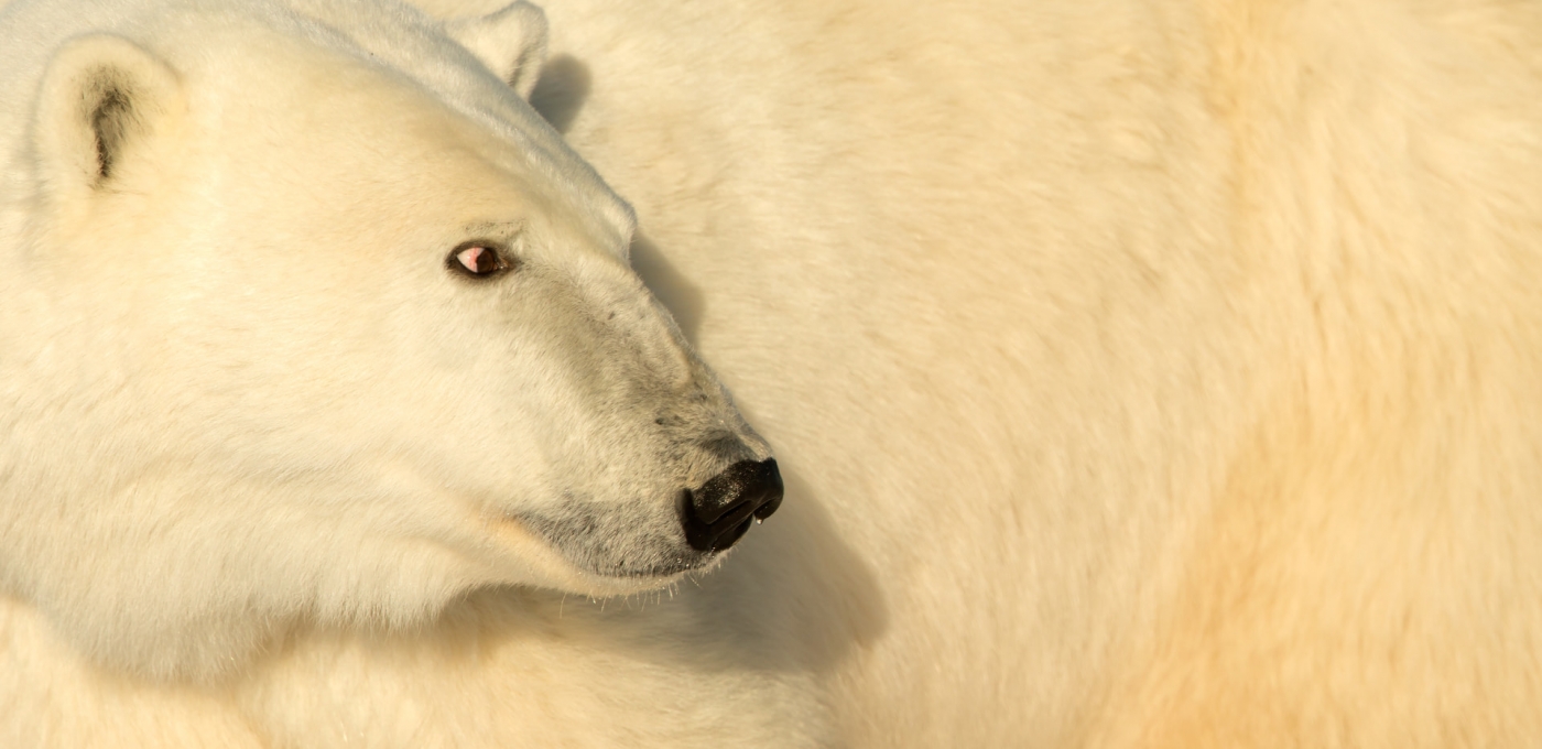 Polar Bear Portrait