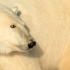 Polar Bear Portrait