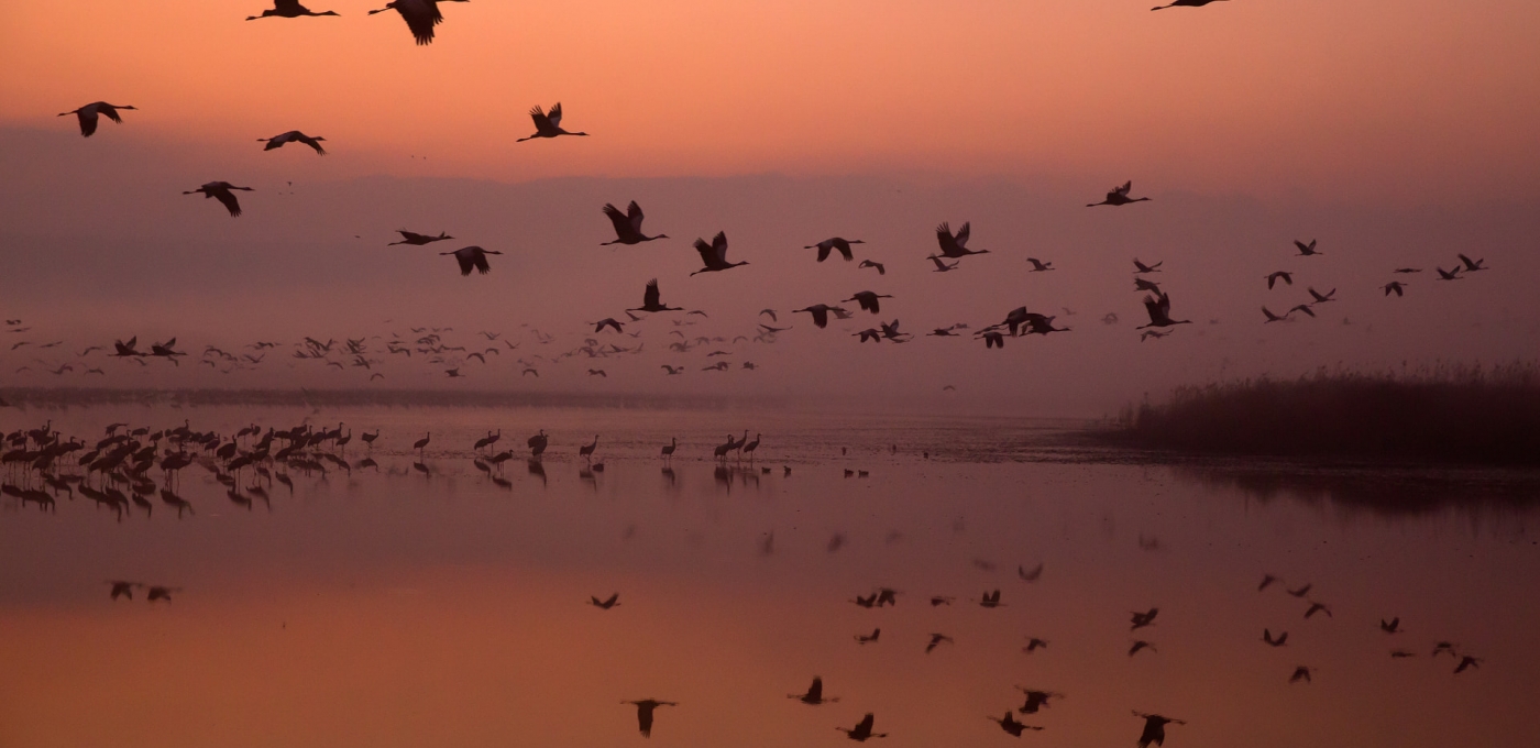 Common Cranes Leaving Roost At Dawn