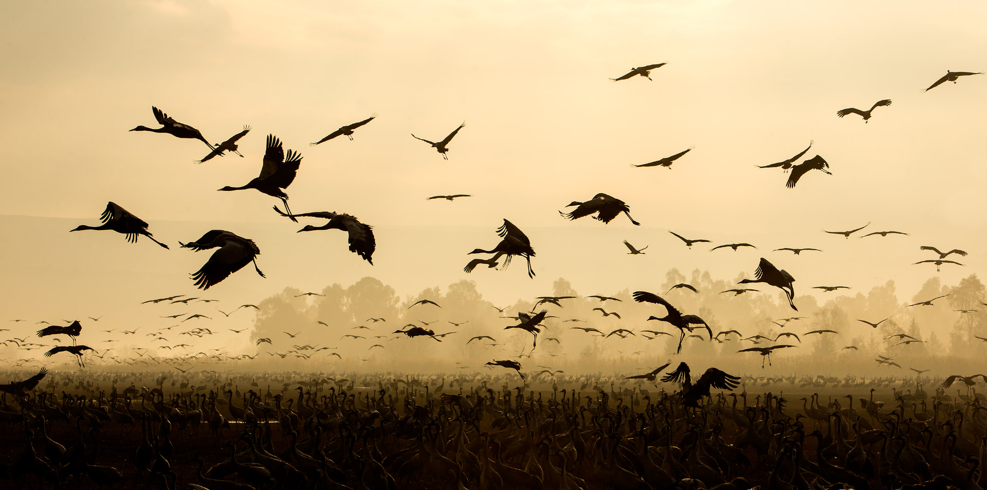 Cranes at dawn