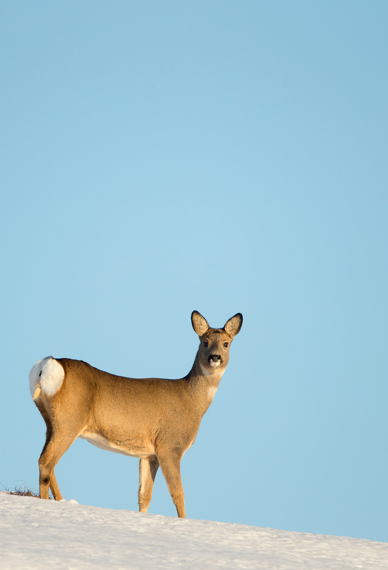 Roe Deer