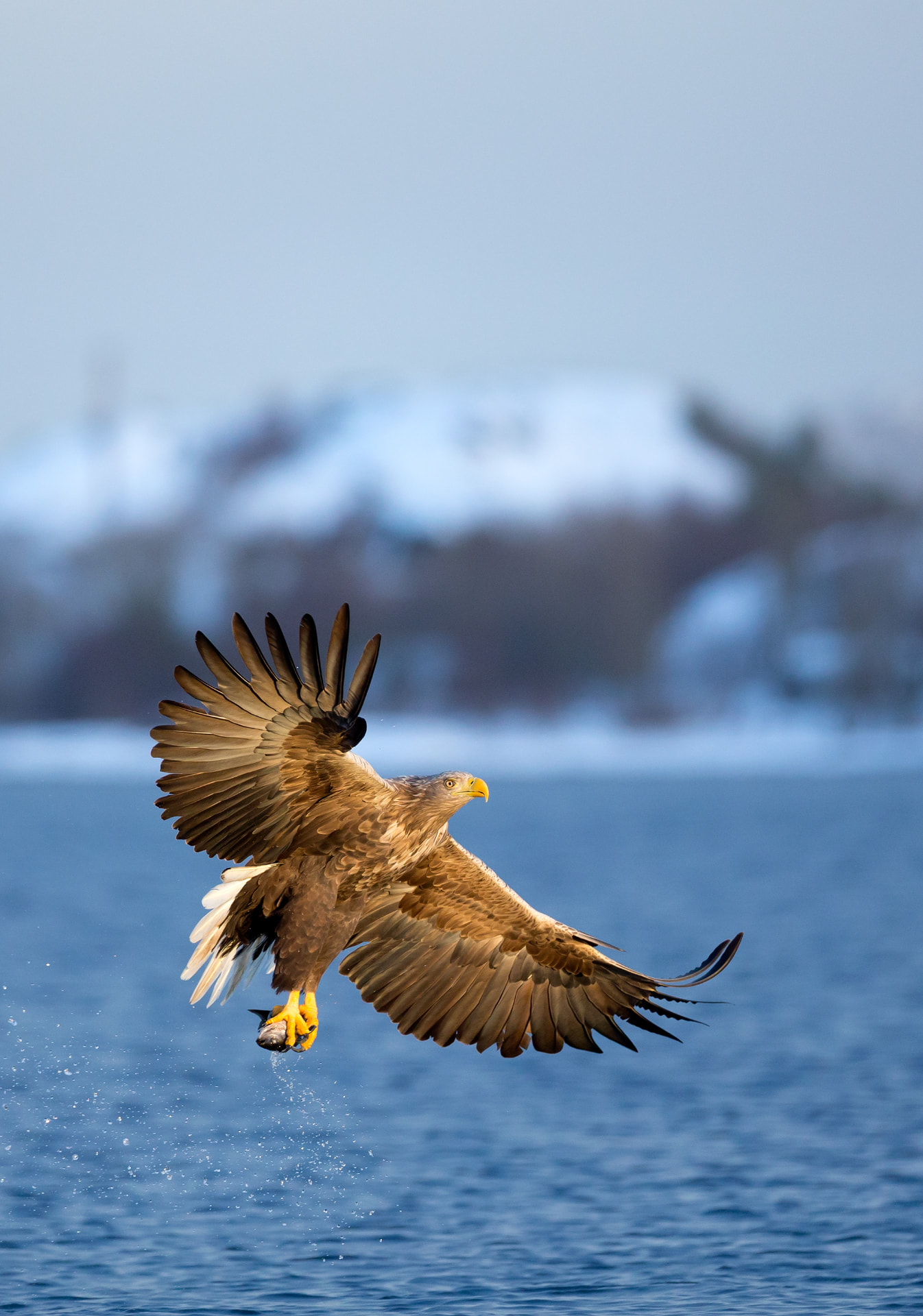 White-tailed Eagle