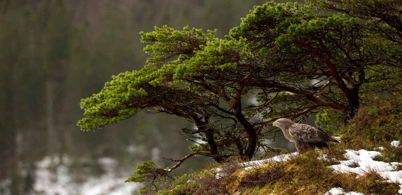 White-tailed Eagle