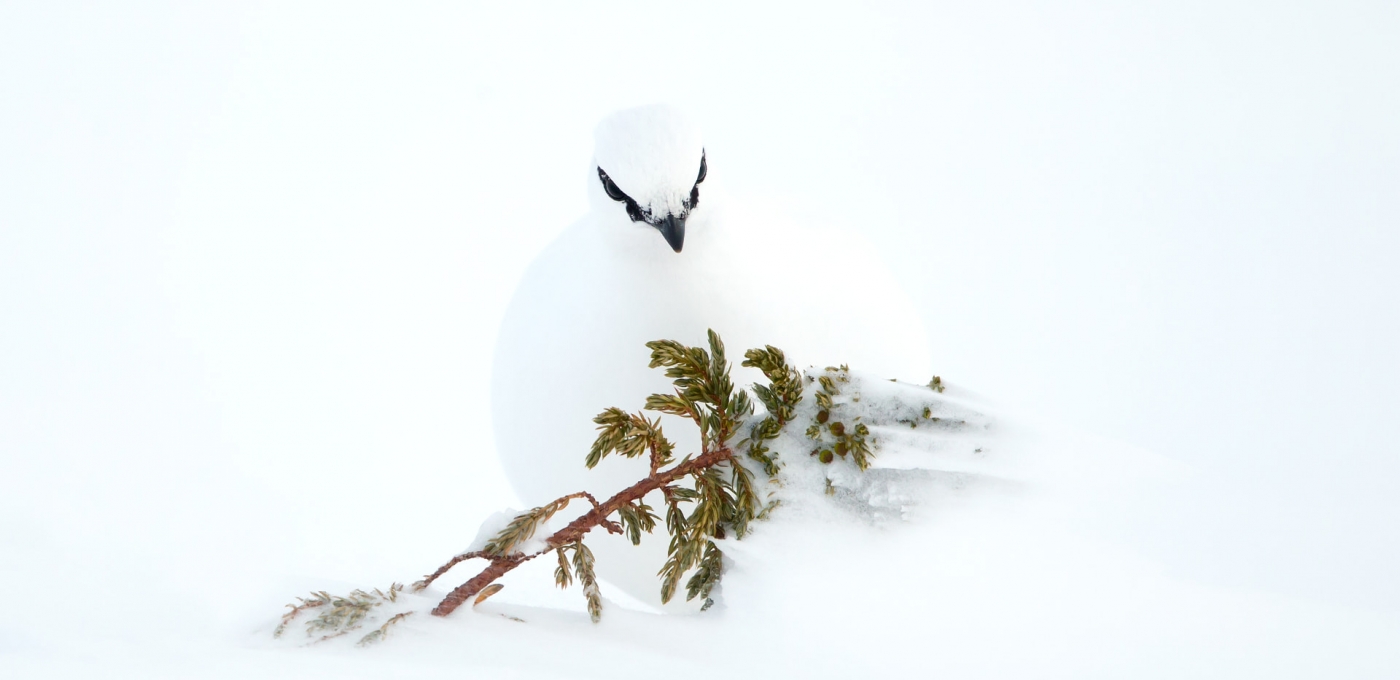 Ptarmigan Feeding On Juniper