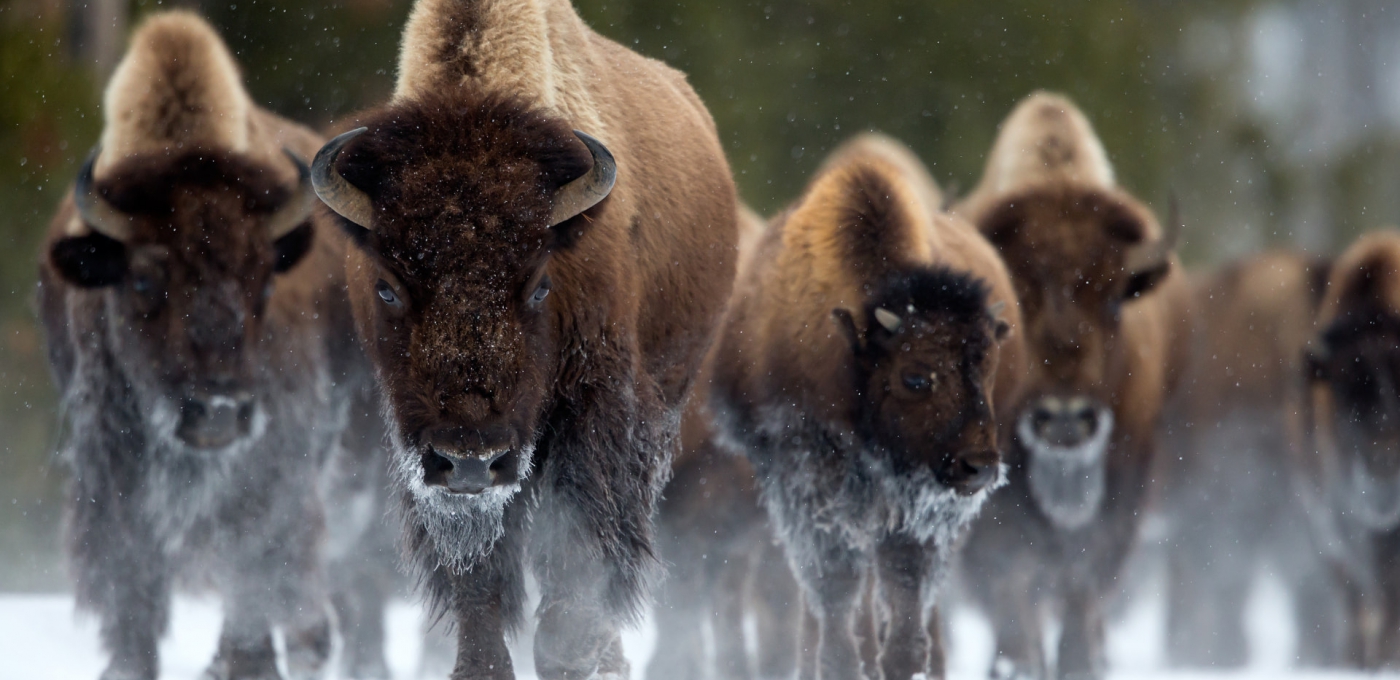Bison Walking
