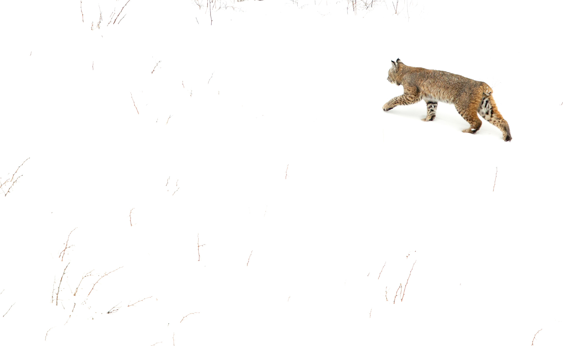 Bobcat