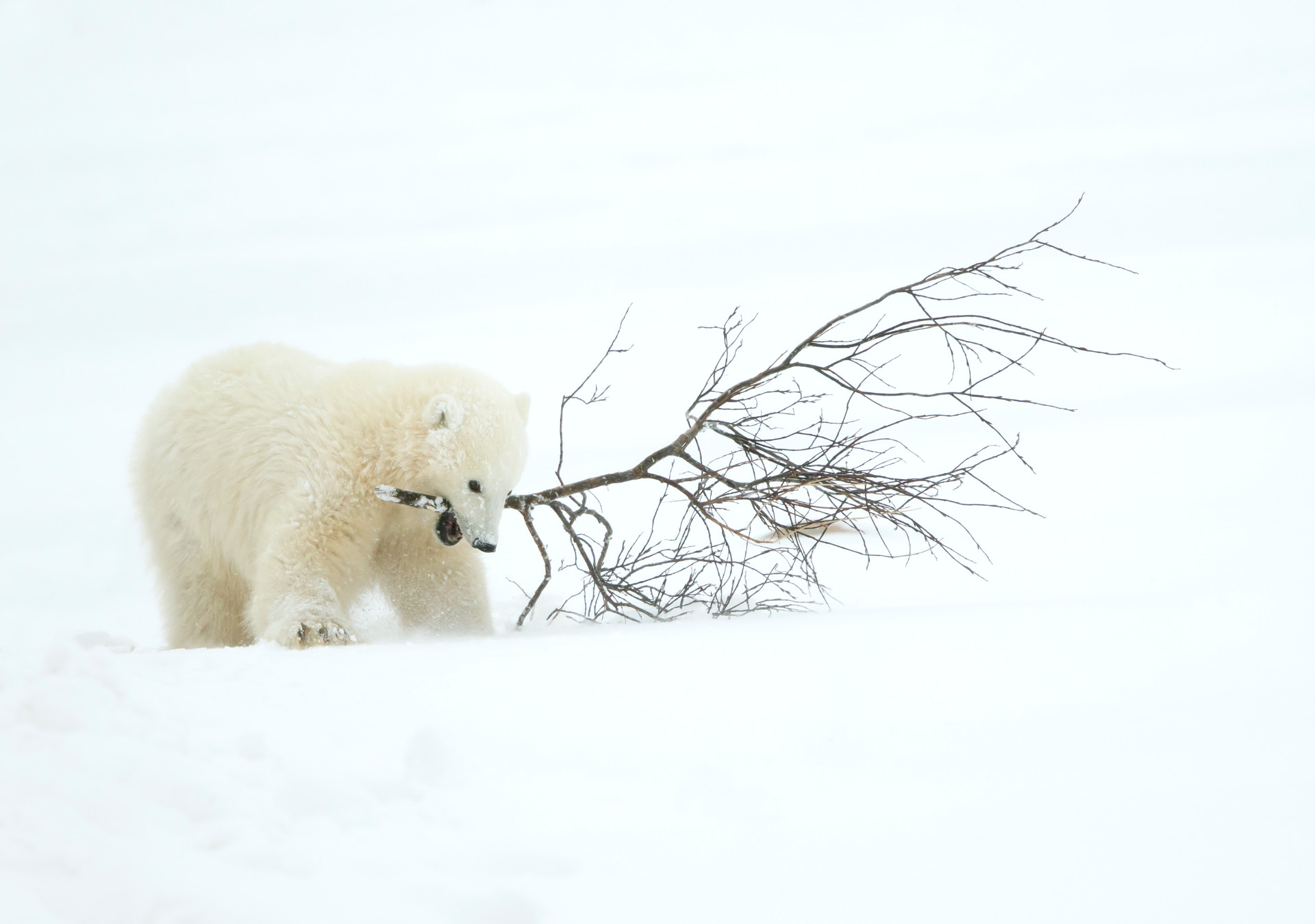 Polar Bear cub Dec 2013