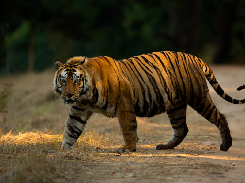 Male Bengal Tiger Feb 2013