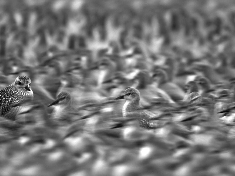 3 Knots And Grey Plover B&W International Wildbird Photographer 2007