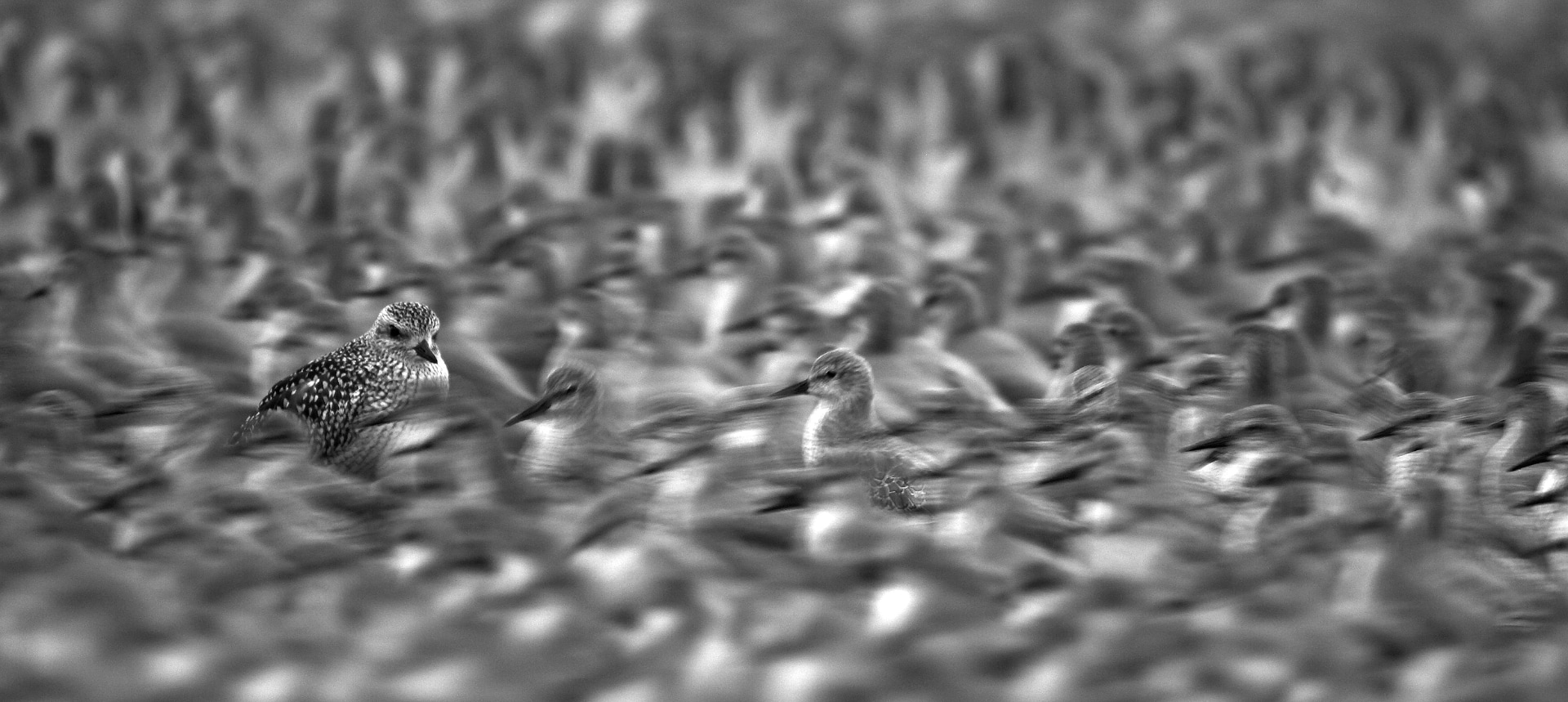 3 Knots and Grey Plover B&W International Wildbird Photographer 2007