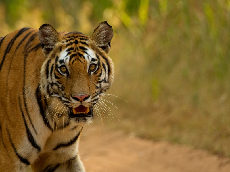 Majestic Tigers Nov 6-17 Dec 2021