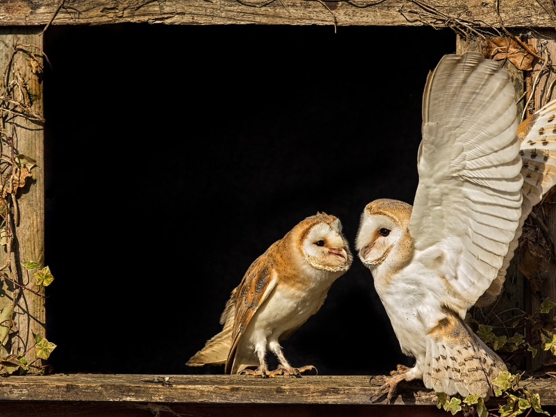 Barn Owls In Window