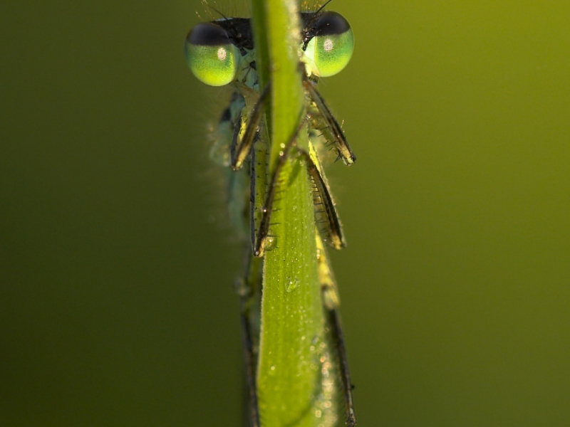 Blue Tailed Damselfly Natures Best Macro World Highly Honoured 2009