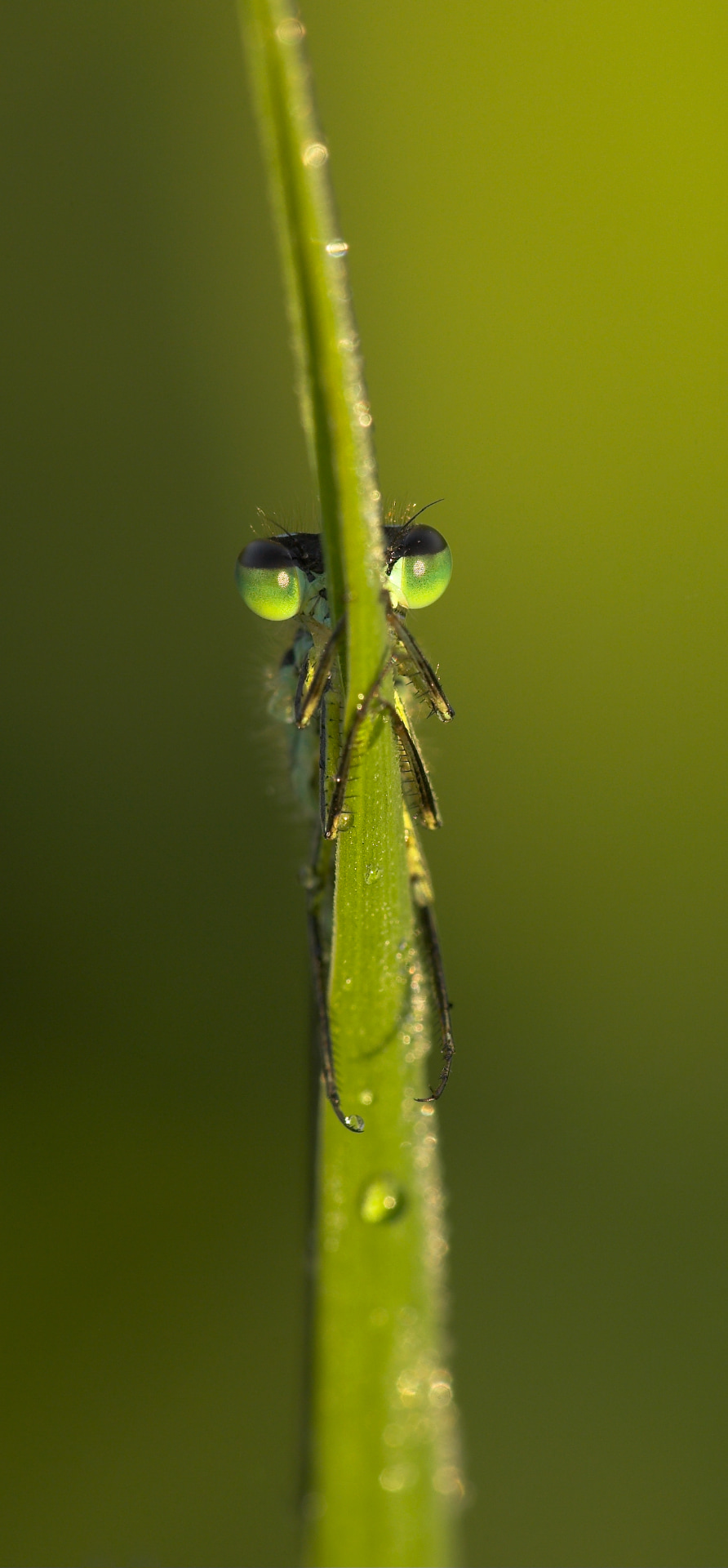 Blue tailed damselfly Natures Best Macro World Highly Honoured 2009