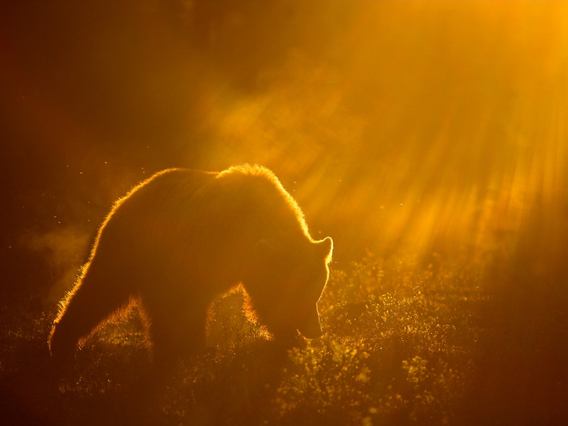 Brown Bear At Dawn GDT European Nature Photographer