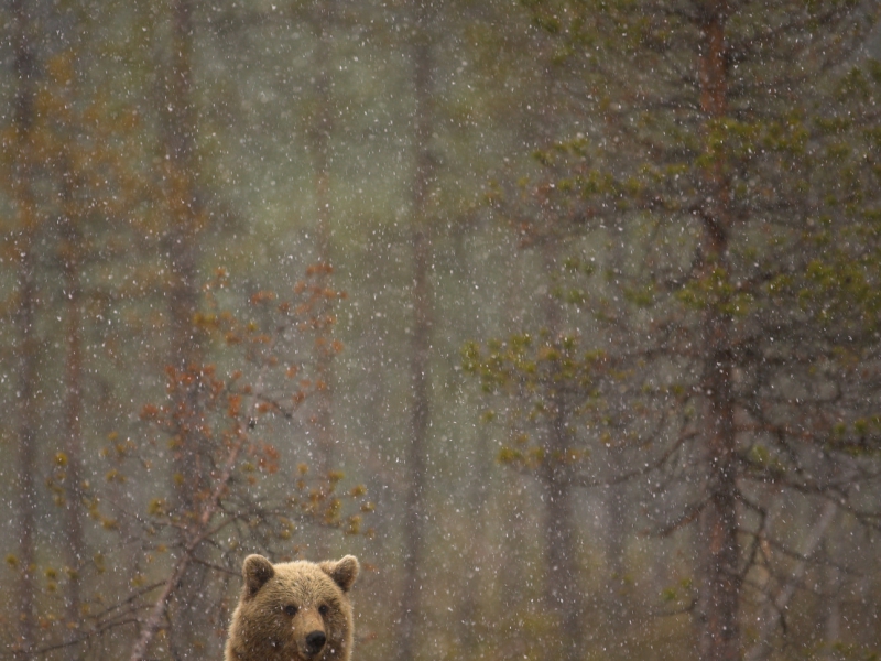 Brown Bear In A Snow Shower GDT European Nature Photographer Highly Commended 2010