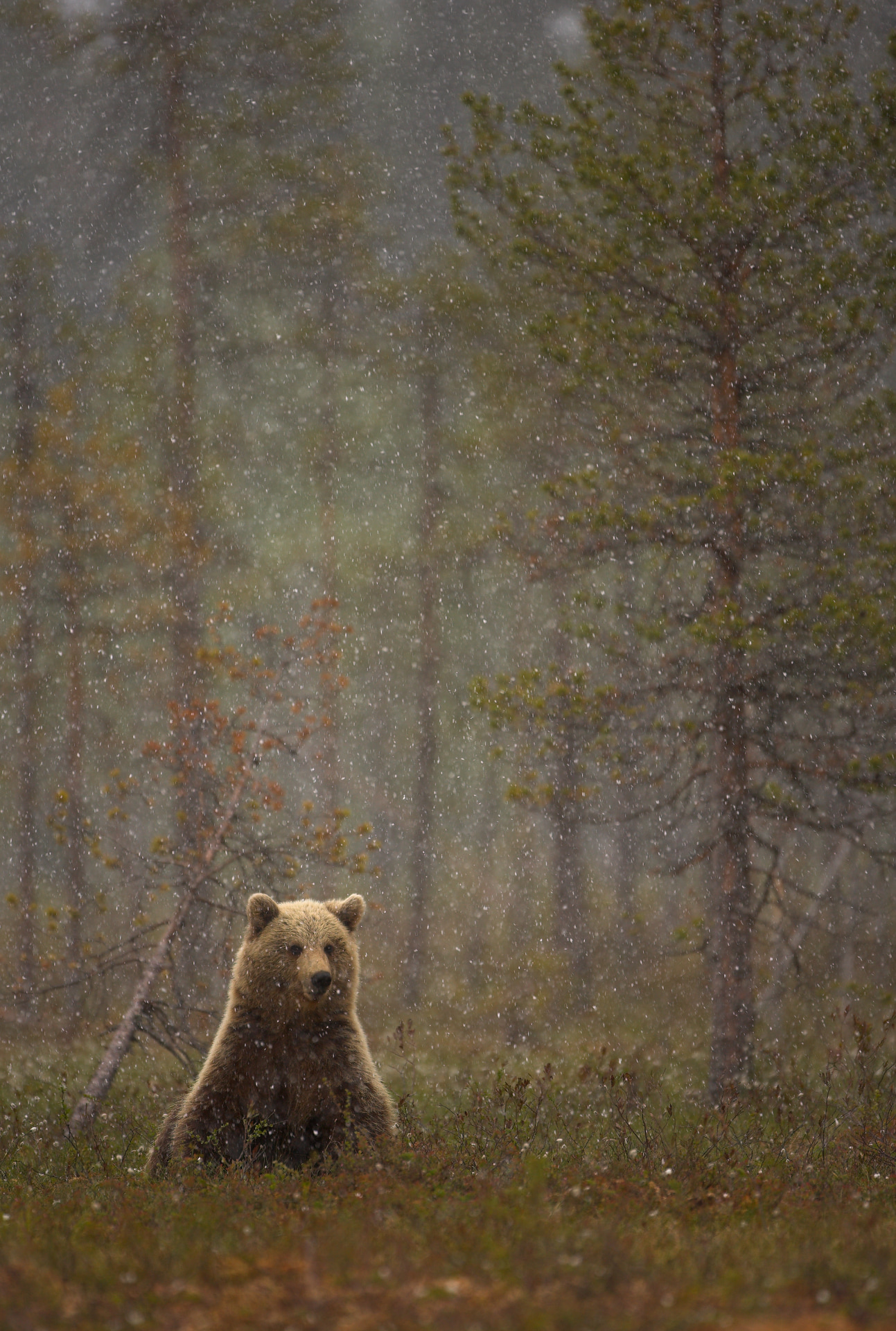 Brown Bear in a snow shower GDT European Nature Photographer Highly Commended 2010