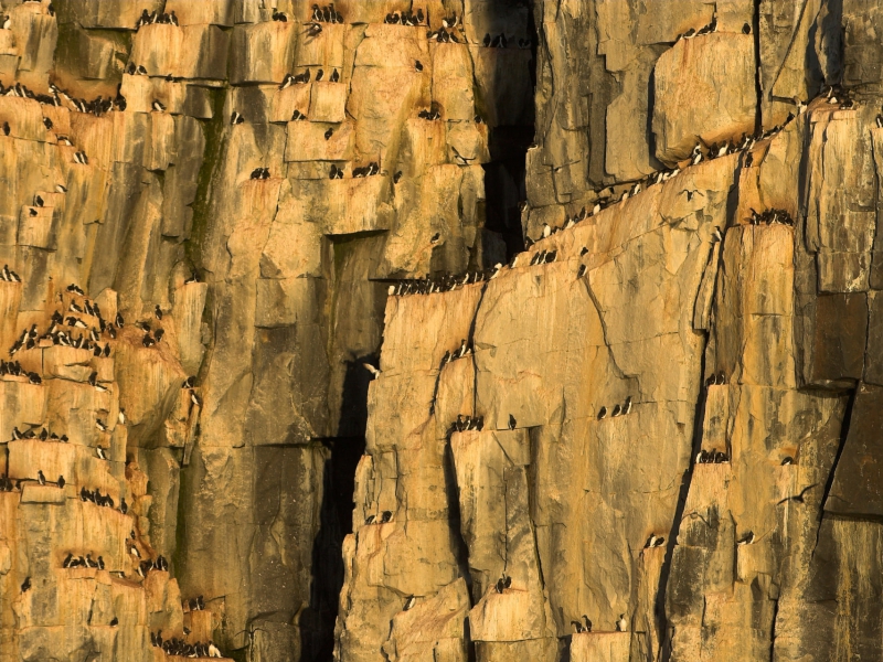 Brunnick Guillemots Nesting International Wildbird Photographer