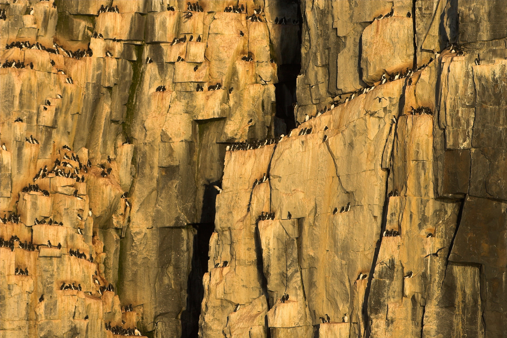 Brunnick Guillemots nesting International Wildbird Photographer
