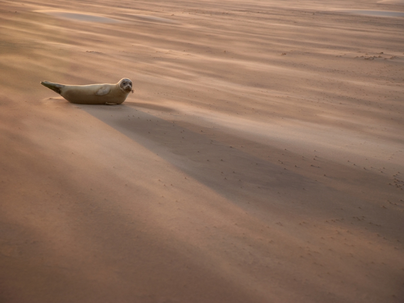 Common Seal Pup In A Sandstorm British Wildlife Photography Awards Highly Commended 2015