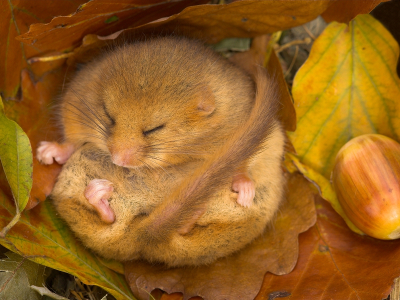 Dormouse Hibernating British Wildlife Photography Awards 2013