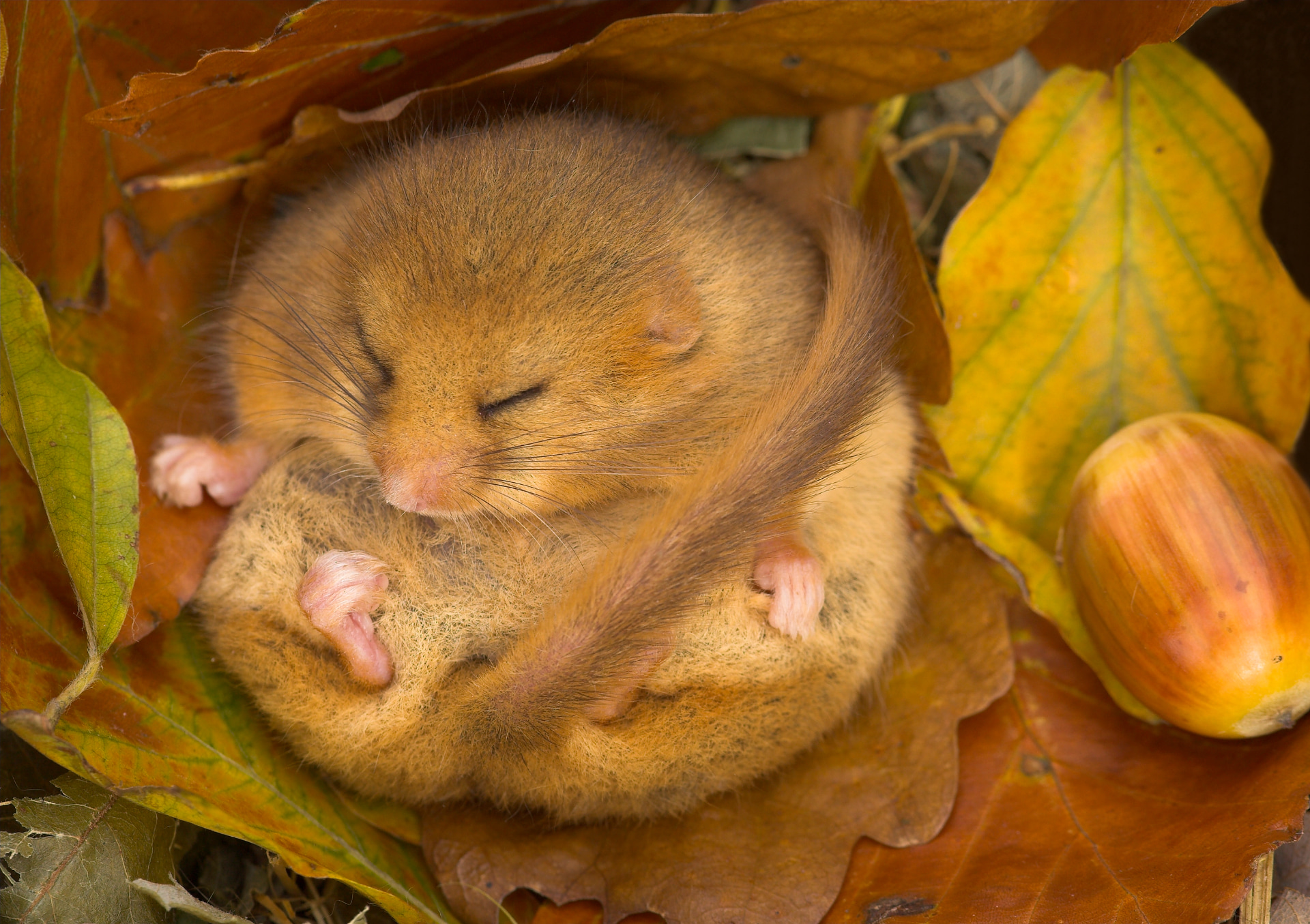 Dormouse Hibernating British Wildlife Photography Awards 2013