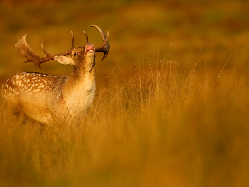 Fallow Deer Buck
