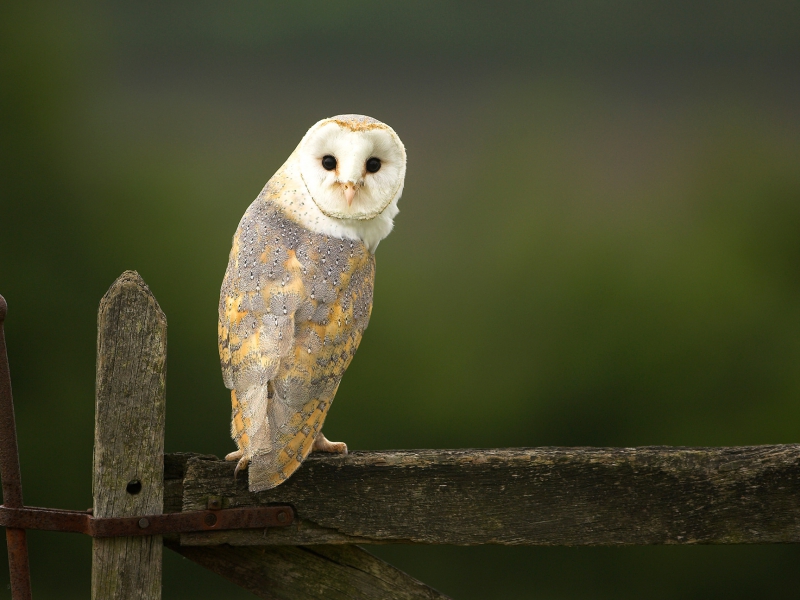 Farmland Barn Owl On An Old Gate