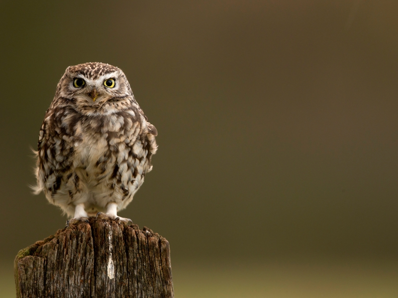 Farmland Little Owl