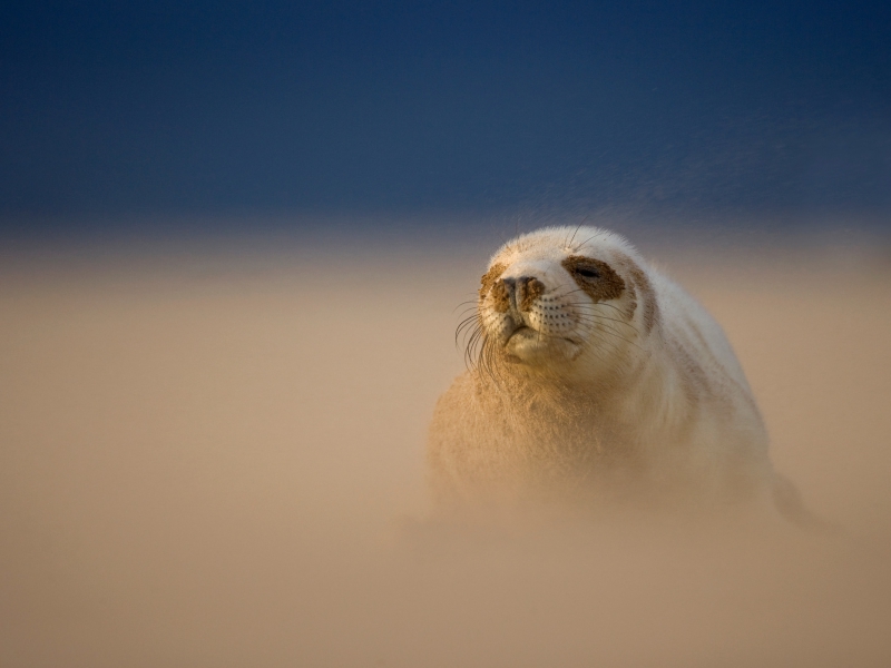 Grey Seal Pup In A Sandstorm British Wildlife Photography Awards 2010