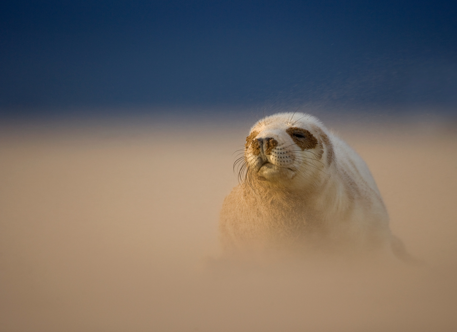 Grey Seal Pup in a sandstorm British Wildlife Photography Awards 2010