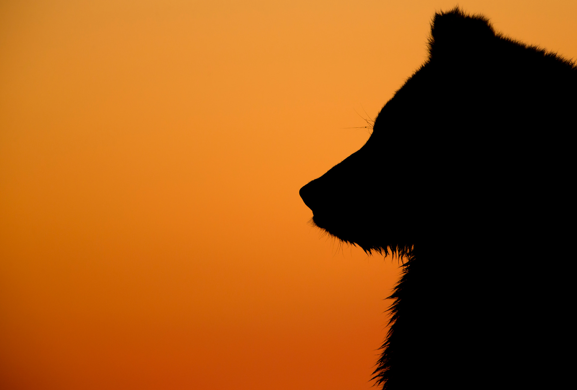 Grizzly at Dawn Natures Best 2016