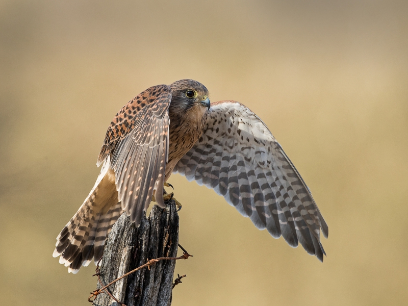 Kestrel On Fence Post