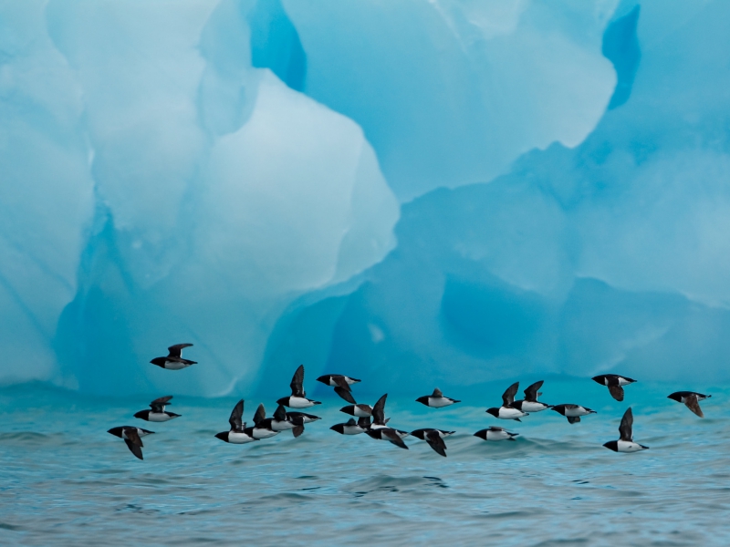 Litle Auks In Flight And Blue Iceberg GDT European Nature Photographer Highly Commended 2011