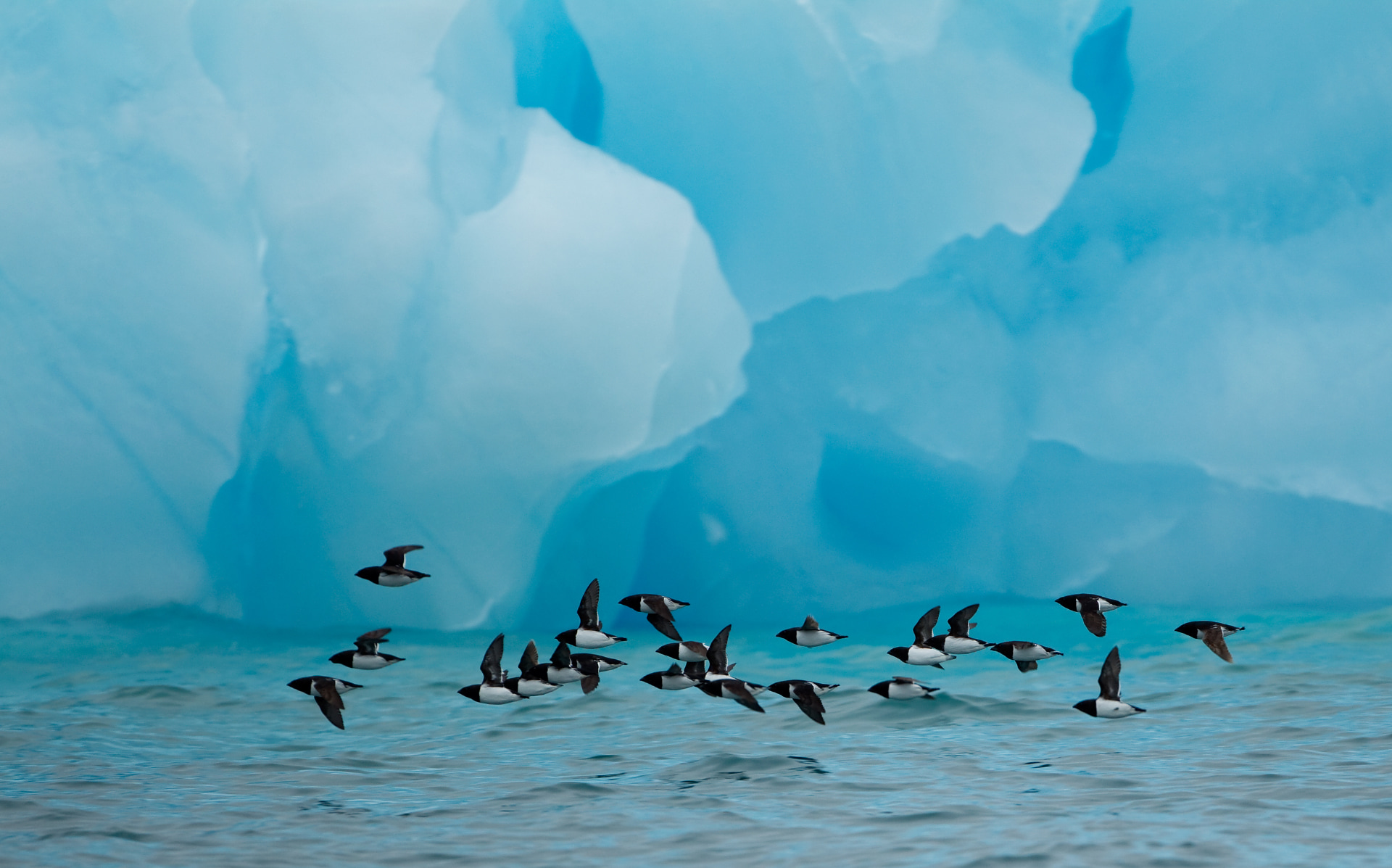 Litle Auks in flight and blue Iceberg GDT European Nature Photographer Highly Commended 2011