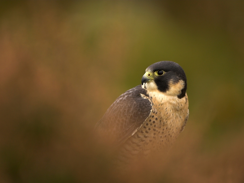 Moorland Peregrin Falcon Amongst Heather